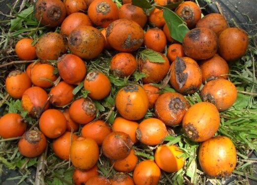 Projet Wara : des recherches scientifiques pour valoriser les palmiers awara