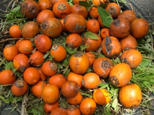 Projet Wara : des recherches scientifiques pour valoriser les palmiers awara