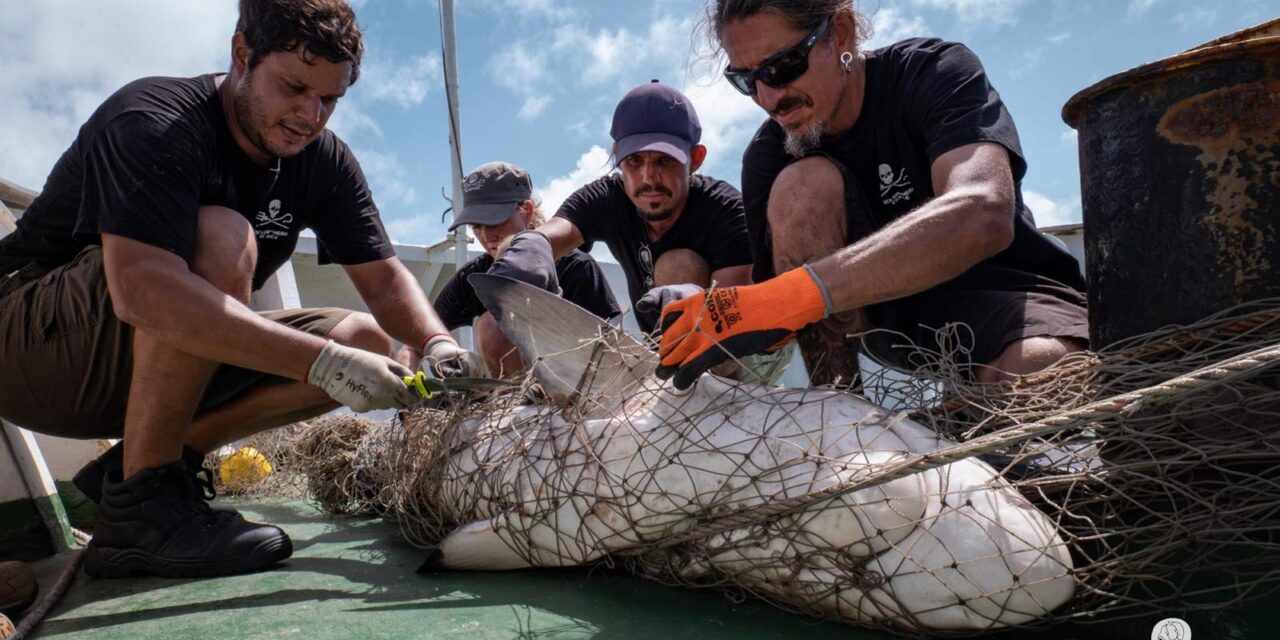 Sea Shepherd en Guyane : « l&rsquo;origine du problème c’est qu’on est complètement déconnecté de l’océan »
