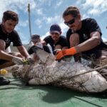 Sea Shepherd en Guyane : « l&rsquo;origine du problème c’est qu’on est complètement déconnecté de l’océan »