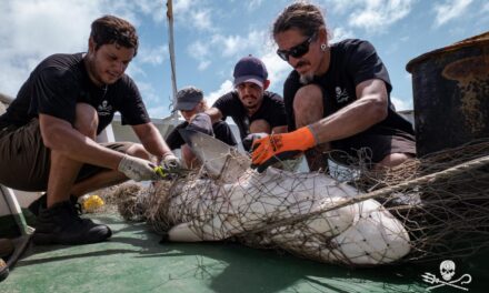 Sea Shepherd en Guyane : « l&rsquo;origine du problème c’est qu’on est complètement déconnecté de l’océan »