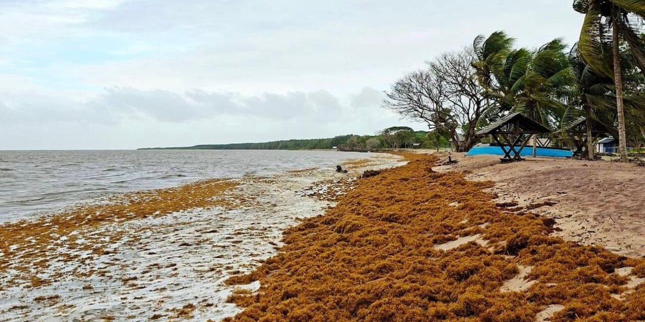 Les sargasses envahissent les côtes de Guyane