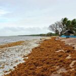 Les sargasses envahissent les côtes de Guyane