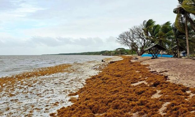 Les sargasses envahissent les côtes de Guyane