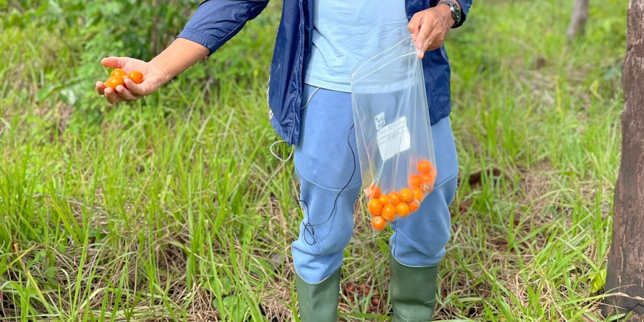 L’awara en phase de devenir un véritable symbole du patrimoine de Guyane