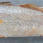 Guyane : l’acoupa rouge menacé par la pêche illégale