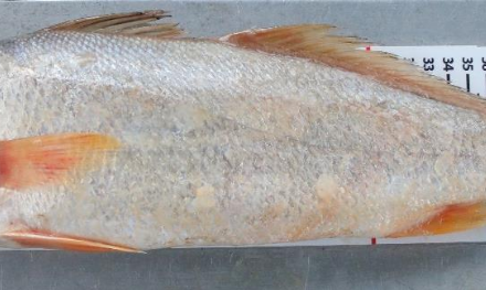 Guyane : l’acoupa rouge menacé par la pêche illégale