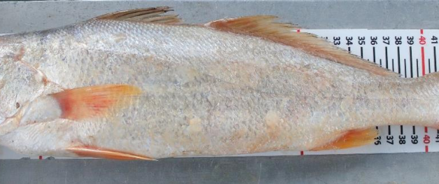 Guyane : l’acoupa rouge menacé par la pêche illégale