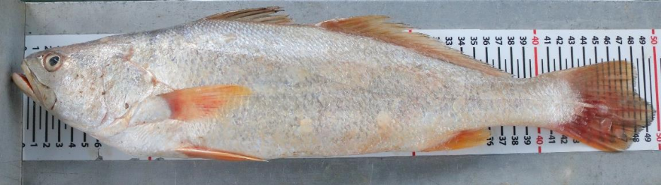 Guyane : l’acoupa rouge menacé par la pêche illégale