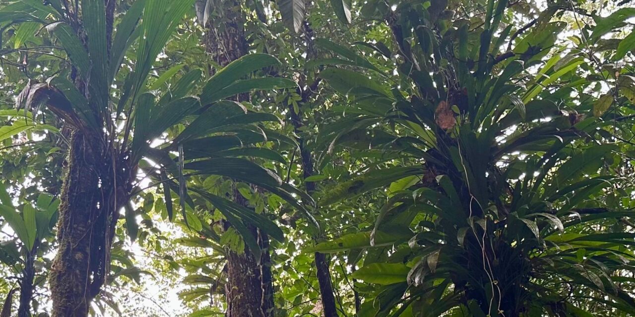 Des initiatives de sensibilisation à l’Amazonie se multiplient en Guyane