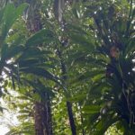 Des initiatives de sensibilisation à l’Amazonie se multiplient en Guyane