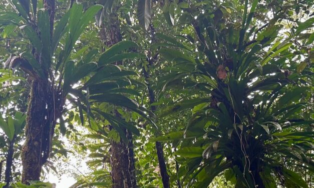 Des initiatives de sensibilisation à l’Amazonie se multiplient en Guyane