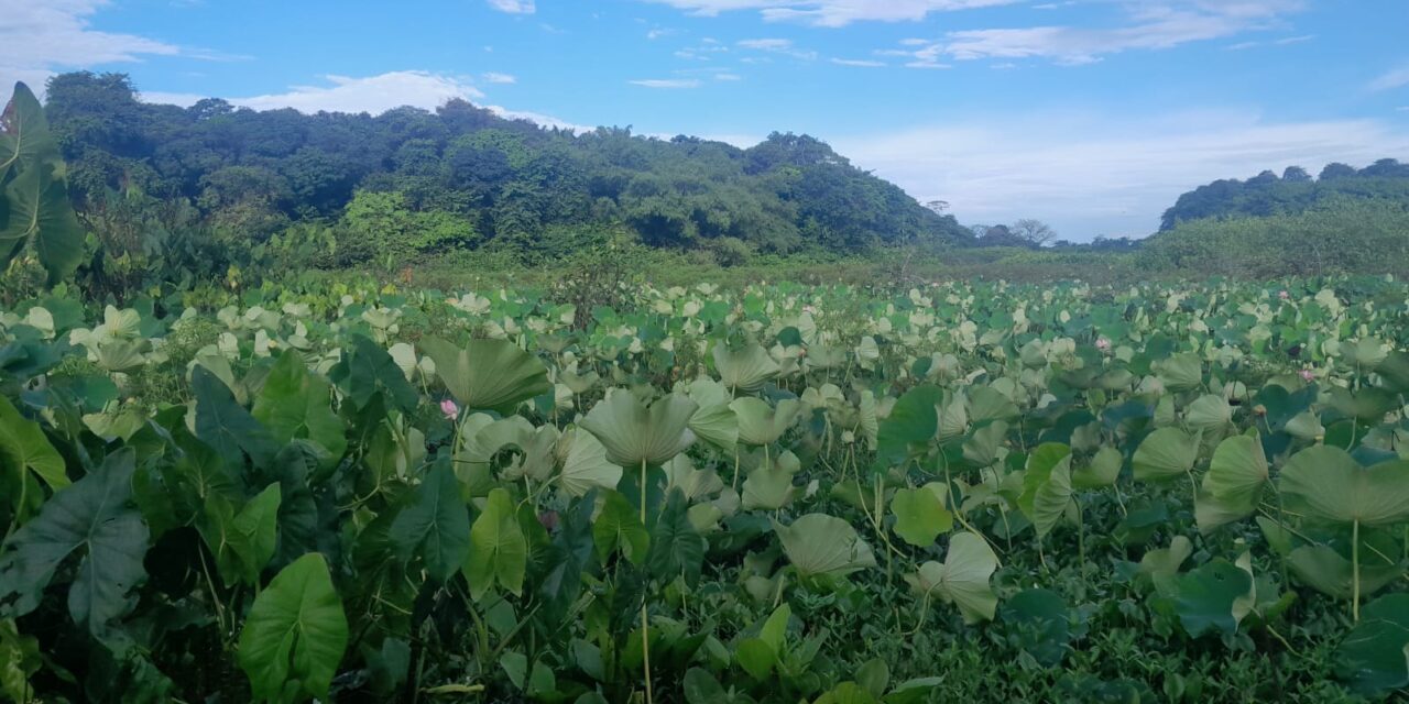 L’invasion du lotus sacré en Guyane menace l’équilibre du milieu aquatique