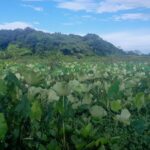 L’invasion du lotus sacré en Guyane menace l’équilibre du milieu aquatique