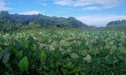 L’invasion du lotus sacré en Guyane menace l’équilibre du milieu aquatique