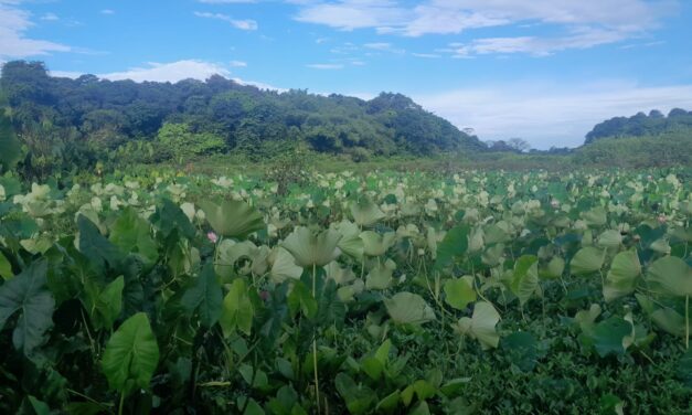 L’invasion du lotus sacré en Guyane menace l’équilibre du milieu aquatique