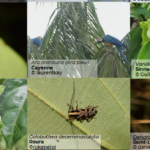 Top 5 mondial et scène ouverte : la Guyane met sa biodiversité à l’honneur