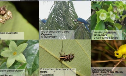 Top 5 mondial et scène ouverte : la Guyane met sa biodiversité à l’honneur