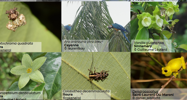 Top 5 mondial et scène ouverte : la Guyane met sa biodiversité à l’honneur