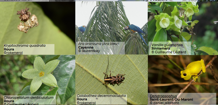 Top 5 mondial et scène ouverte : la Guyane met sa biodiversité à l’honneur