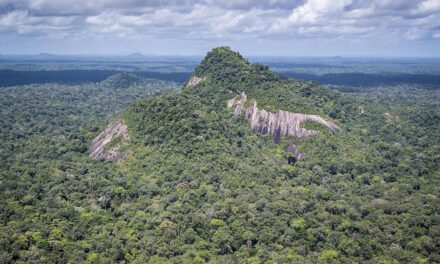 Guyane : une forêt tropicale de 156 000 hectares placée sous protection renforcée 