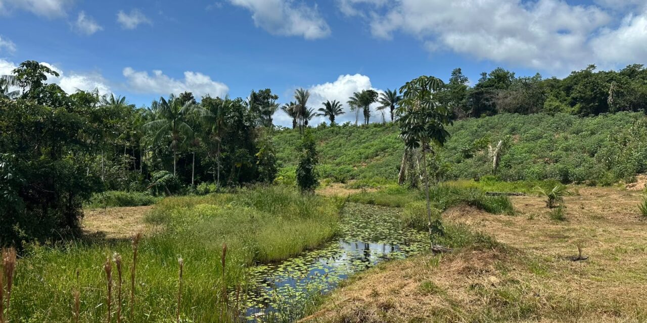 Guyane : le sous-sol au cœur de la transition énergétique 