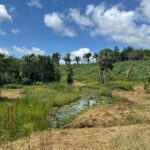 Guyane : le sous-sol au cœur de la transition énergétique 