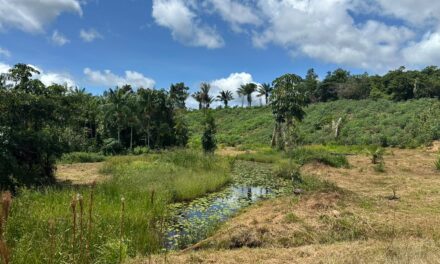 Guyane : le sous-sol au cœur de la transition énergétique 