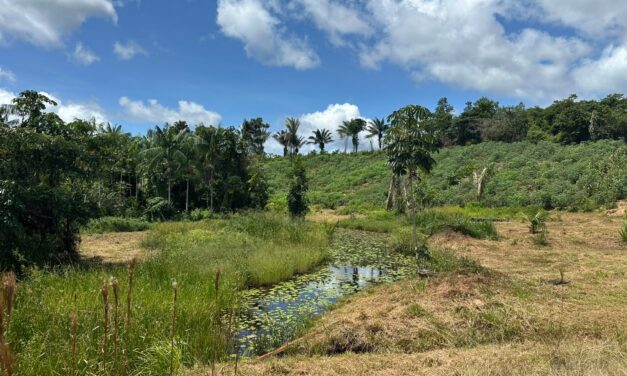 Guyane : le sous-sol au cœur de la transition énergétique 
