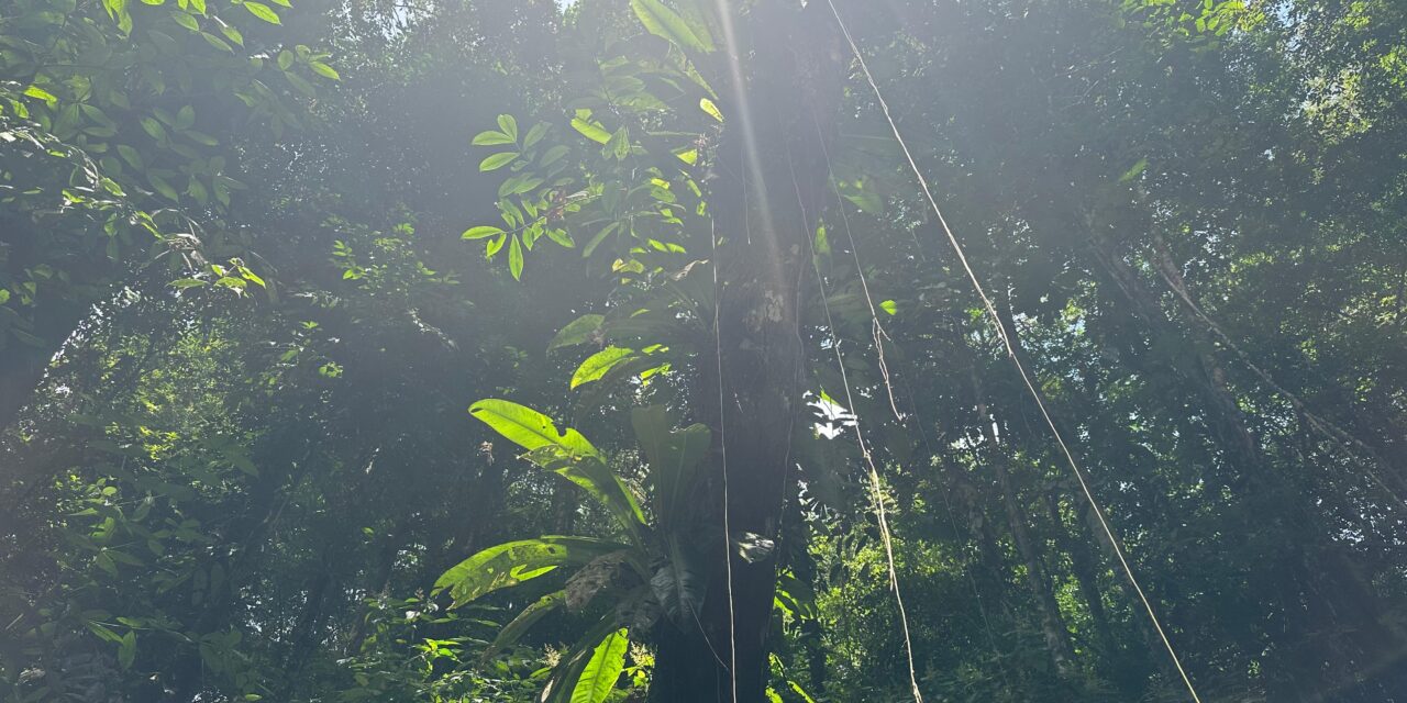 Déforestation, risques incendies et cycle du carbone : la Guyane concernée