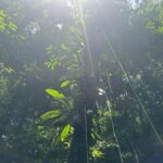 Déforestation, risques incendies et cycle du carbone : la Guyane concernée