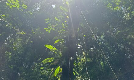 Déforestation, risques incendies et cycle du carbone : la Guyane concernée