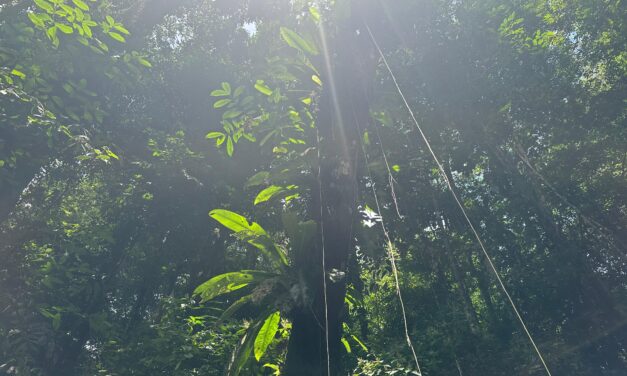 Déforestation, risques incendies et cycle du carbone : la Guyane concernée