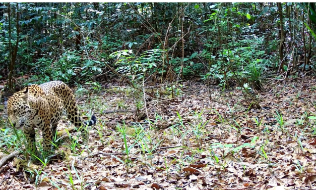  Au CSG, la faune sauvage sous l’œil des pièges photo 