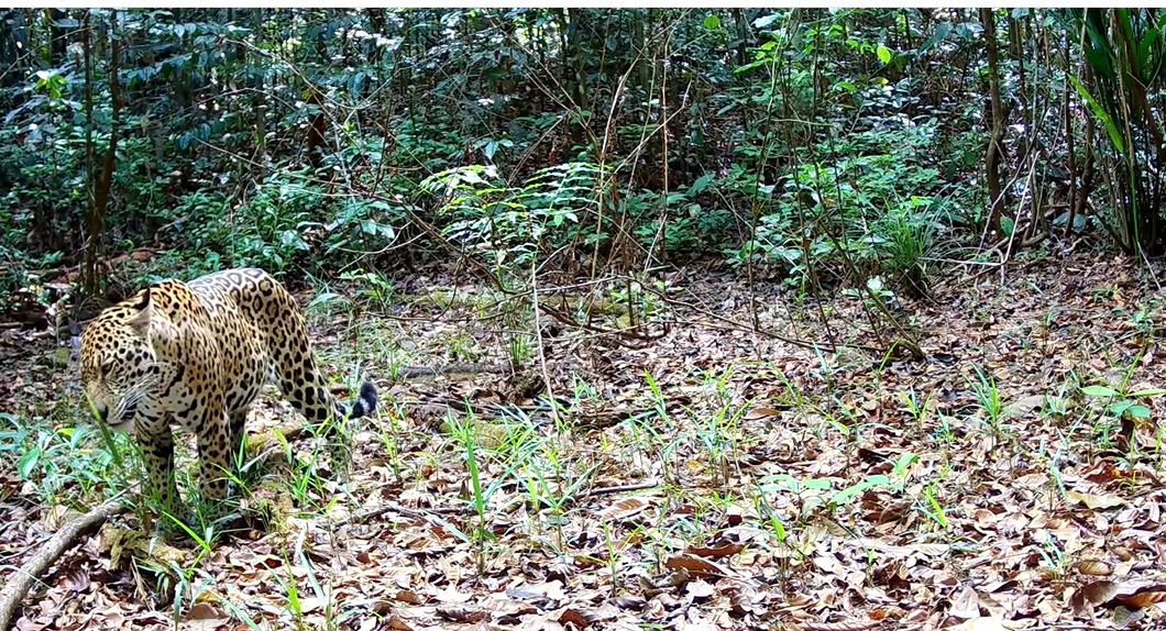 Au CSG, la faune sauvage sous l’œil des pièges photo