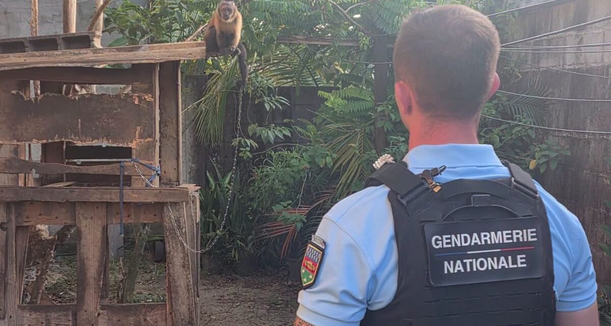 À Kourou, un singe capucin retrouvé attaché