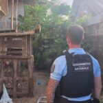 À Kourou, un singe capucin retrouvé attaché 
