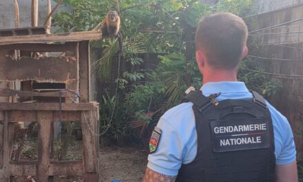 À Kourou, un singe capucin retrouvé attaché 
