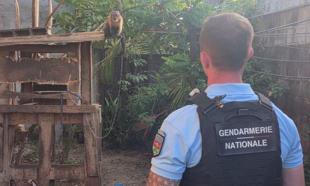À Kourou, un singe capucin retrouvé attaché 