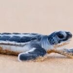 En Guyane les tortues vertes restent sous surveillance 