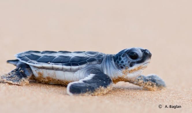 En Guyane les tortues vertes restent sous surveillance 